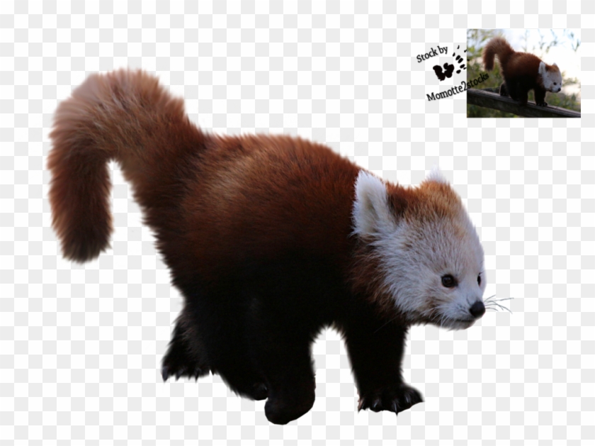 Detail Panda No Background Nomer 38