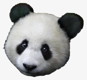 Detail Panda No Background Nomer 40