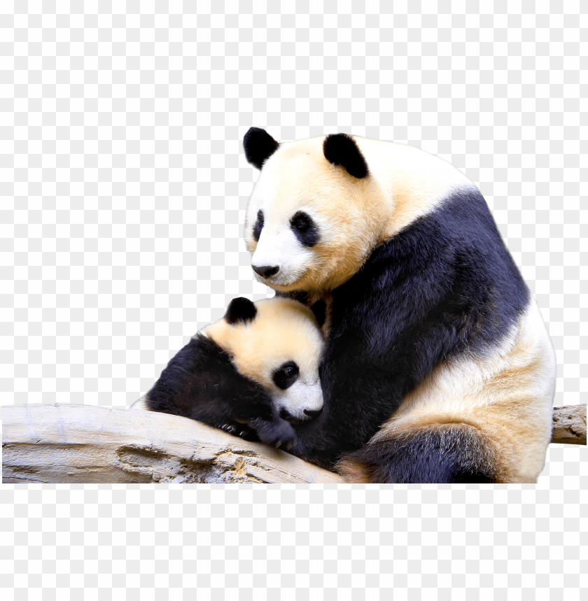 Detail Panda No Background Nomer 54
