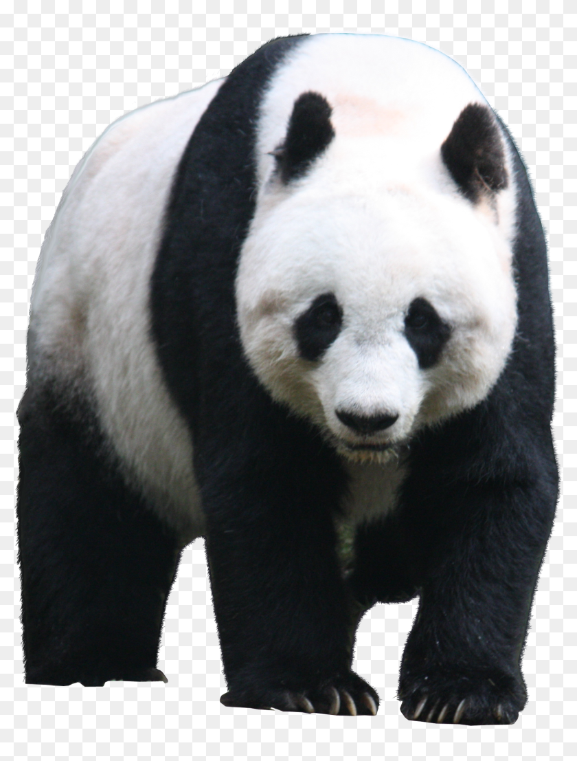 Detail Panda No Background Nomer 7