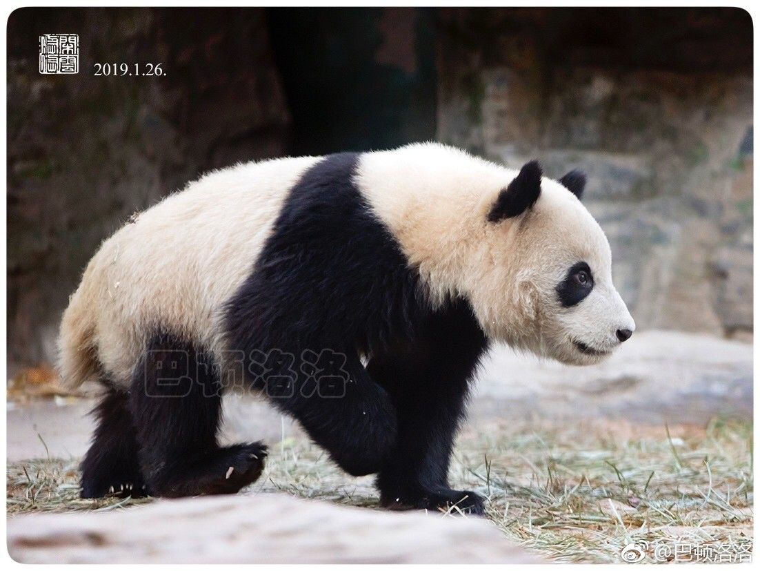 Detail Panda Pang Nomer 48