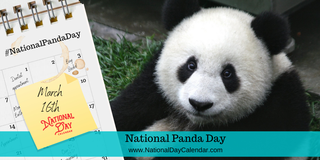 Detail Panda Pic Nomer 29