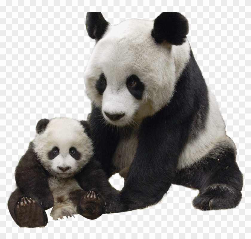 Detail Panda Png Transparent Nomer 12