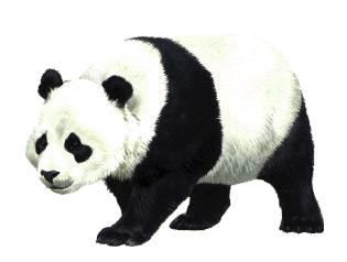 Detail Panda Png Transparent Nomer 15