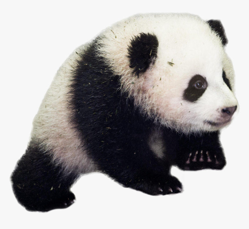 Detail Panda Png Transparent Nomer 3
