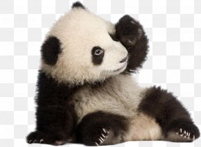 Detail Panda Png Transparent Nomer 20