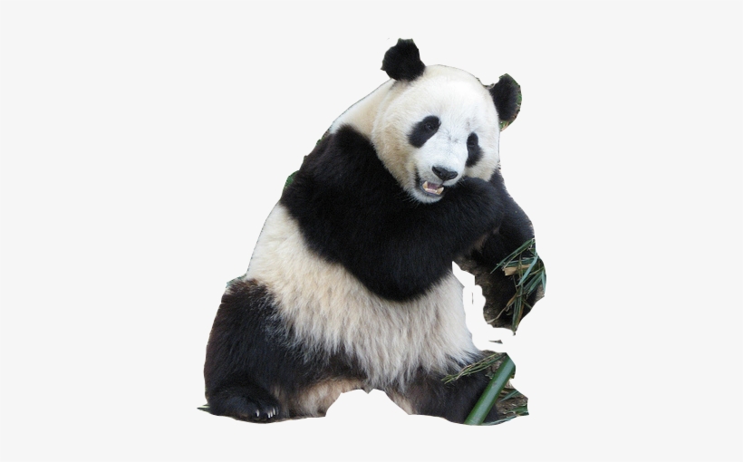 Detail Panda Png Transparent Nomer 4