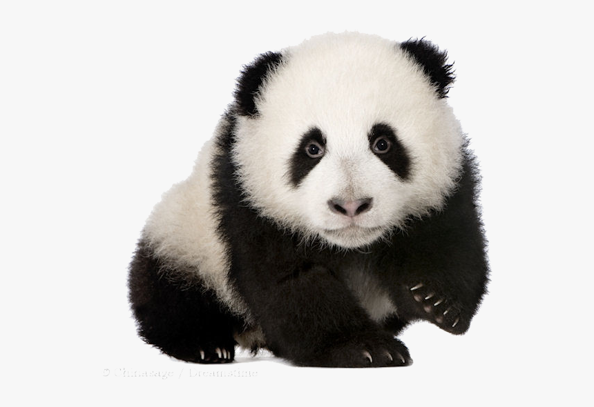 Detail Panda Png Transparent Nomer 5