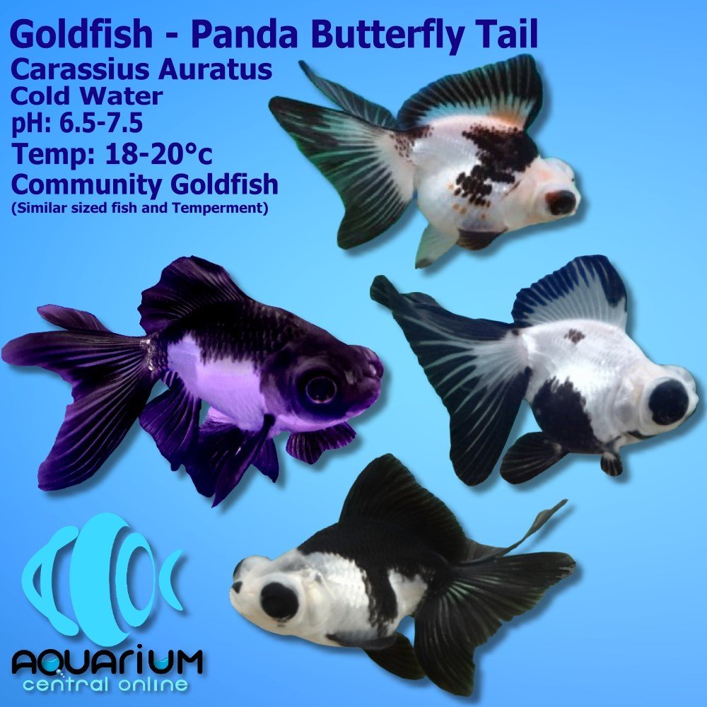 Detail Panda Telescope Goldfish For Sale Nomer 2