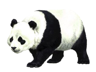Detail Panda Transparent Background Nomer 14