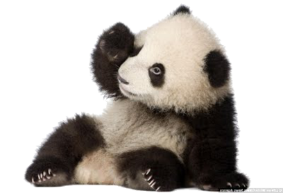 Detail Panda Transparent Background Nomer 27