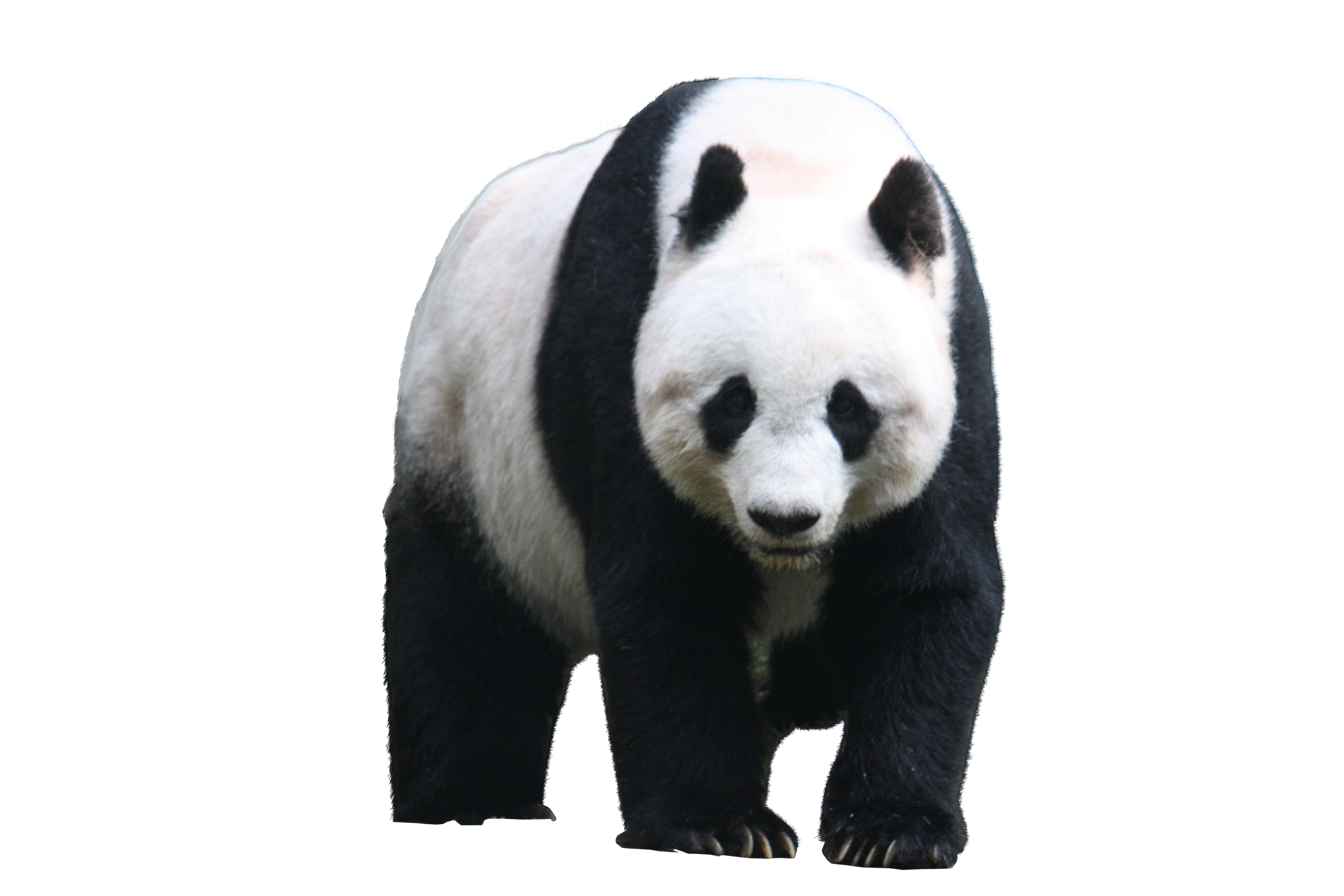 Detail Panda Transparent Background Nomer 3