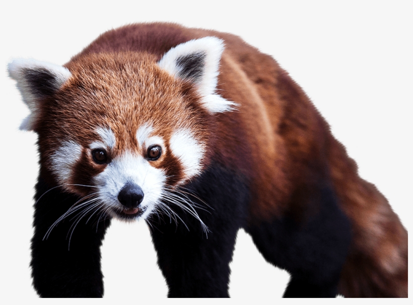 Detail Panda Transparent Background Nomer 29