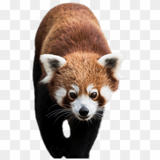Detail Panda Transparent Background Nomer 33