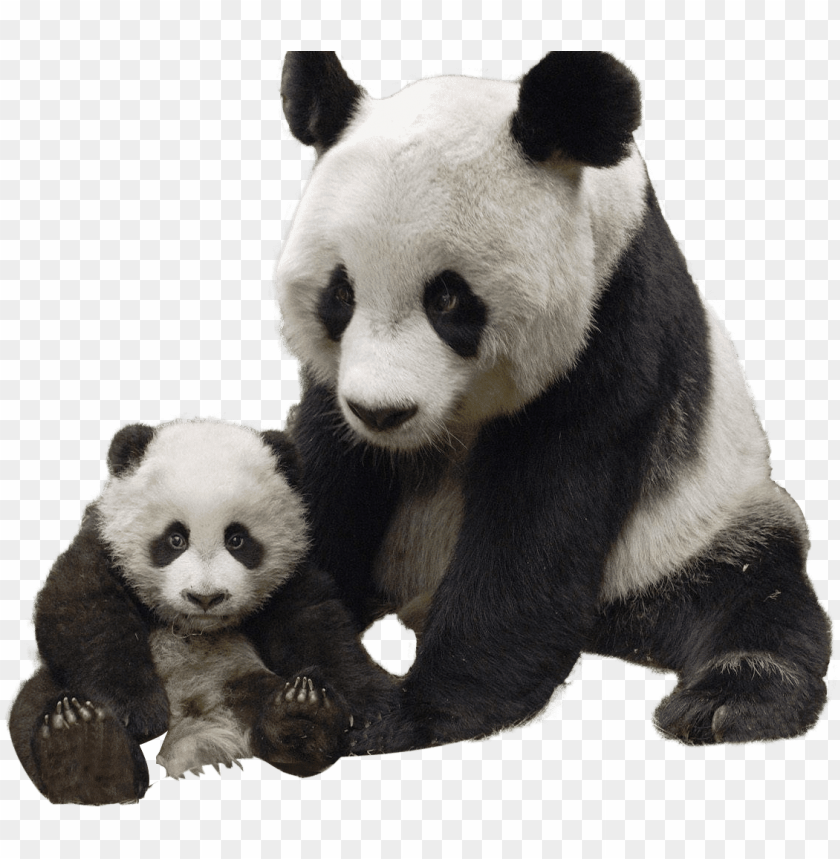 Detail Panda Transparent Background Nomer 5