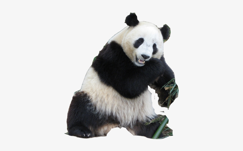 Detail Panda Transparent Background Nomer 7