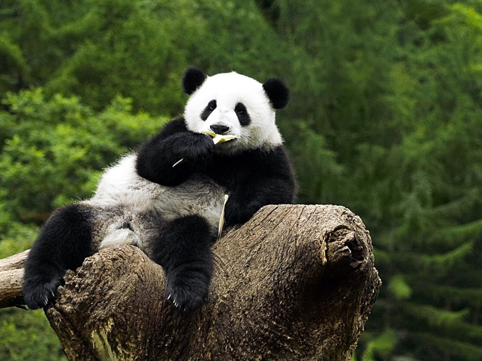 Detail Panda Wallpaper Hd Nomer 25