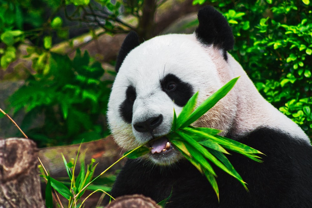 Detail Panda Wallpaper Hd Nomer 6