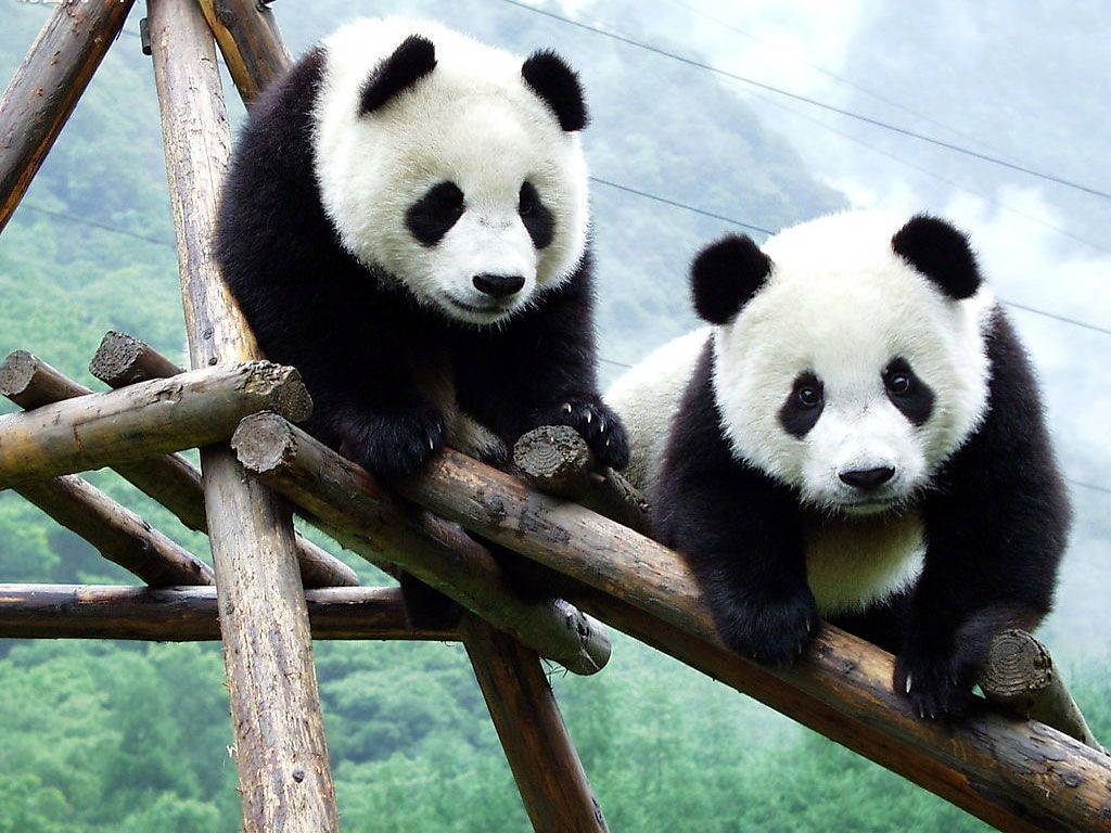 Detail Panda Wallpaper Hd Nomer 54