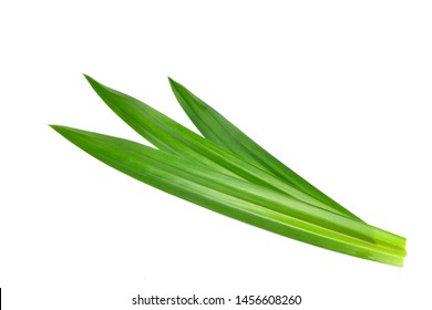 Detail Pandan Leaf Png Nomer 12