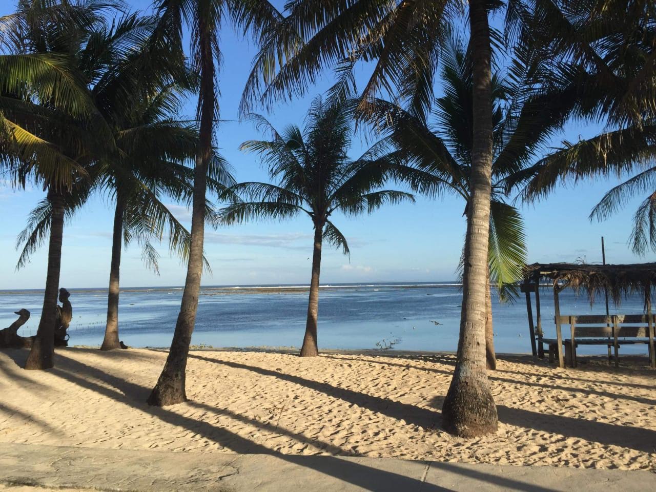 Detail Pantai Dan Pohon Kelapa Nomer 14