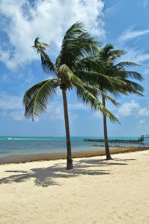 Detail Pantai Dan Pohon Kelapa Nomer 18