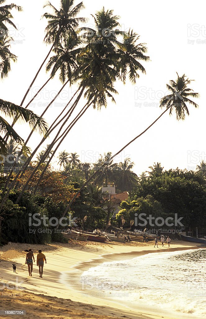 Detail Pantai Dan Pohon Kelapa Nomer 38