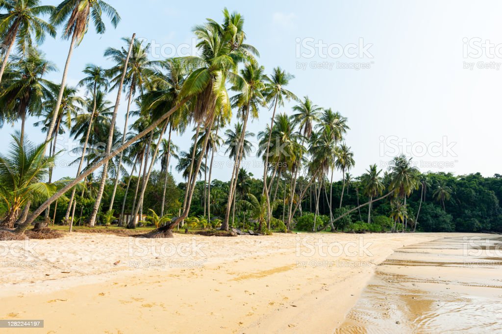 Detail Pantai Dan Pohon Kelapa Nomer 42