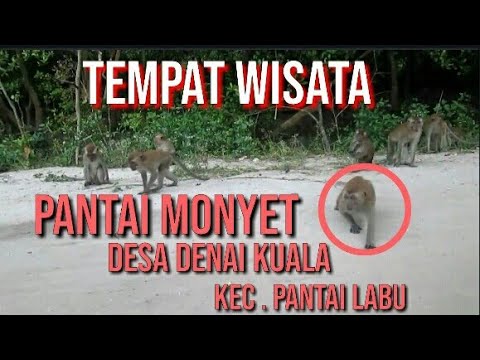 Detail Pantai Monyet Pantai Labu Nomer 8