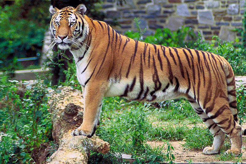 Detail Panthera Tigris Tigris Nomer 2