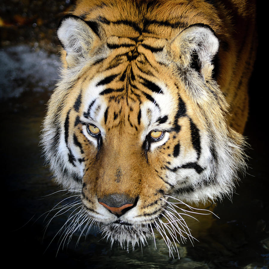 Detail Panthera Tigris Tigris Nomer 12
