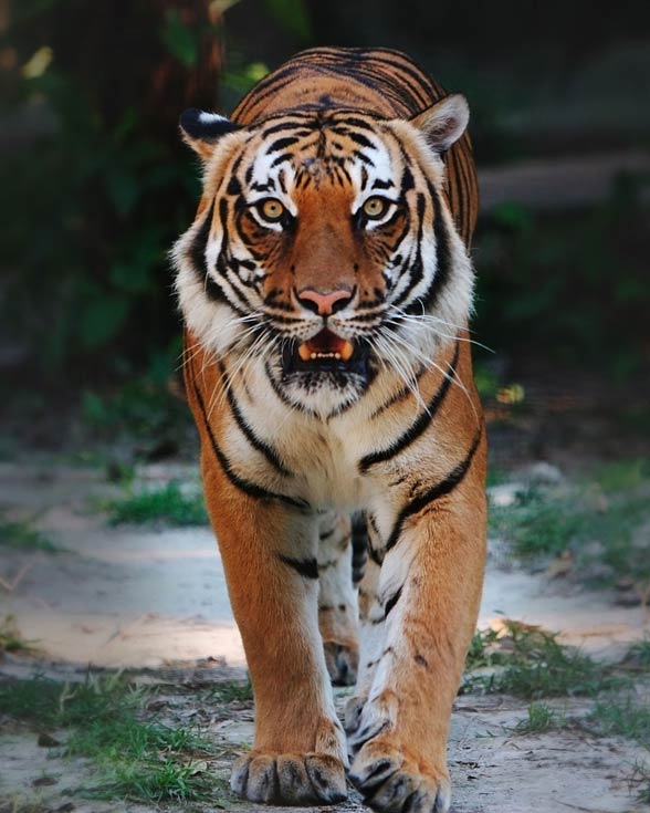 Detail Panthera Tigris Tigris Nomer 16