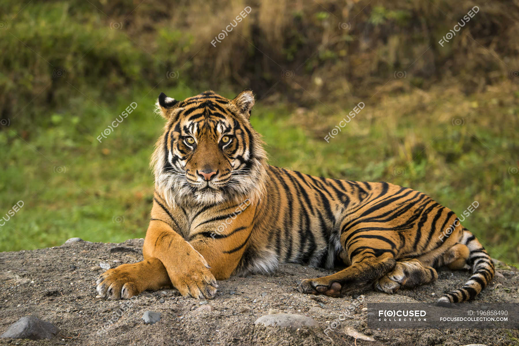 Detail Panthera Tigris Tigris Nomer 18