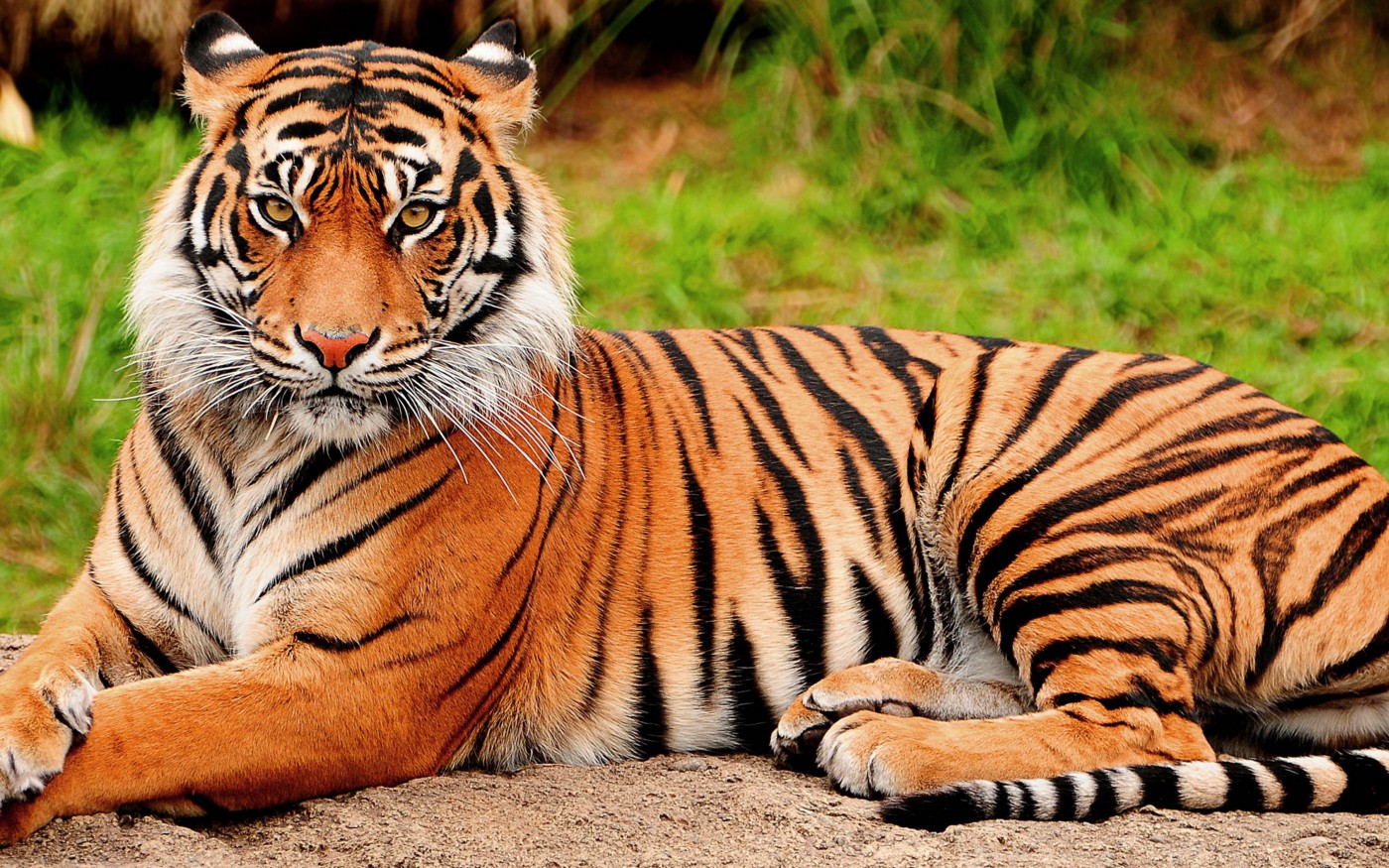 Detail Panthera Tigris Tigris Nomer 3