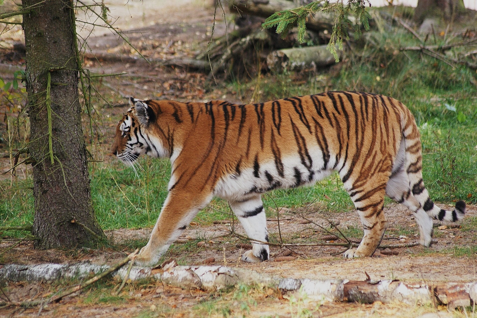 Detail Panthera Tigris Tigris Nomer 23