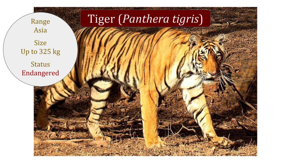 Detail Panthera Tigris Tigris Nomer 24