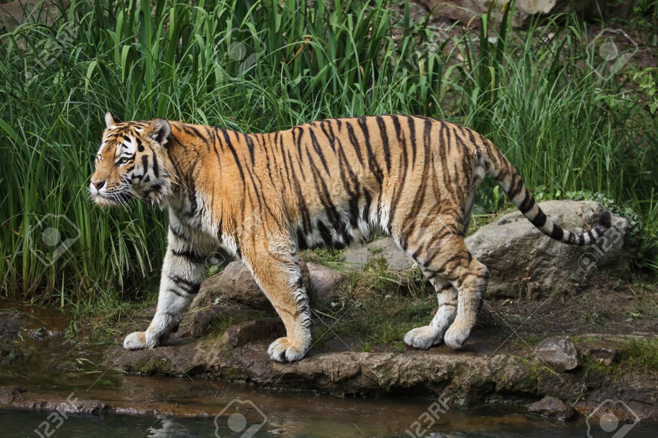 Detail Panthera Tigris Tigris Nomer 25