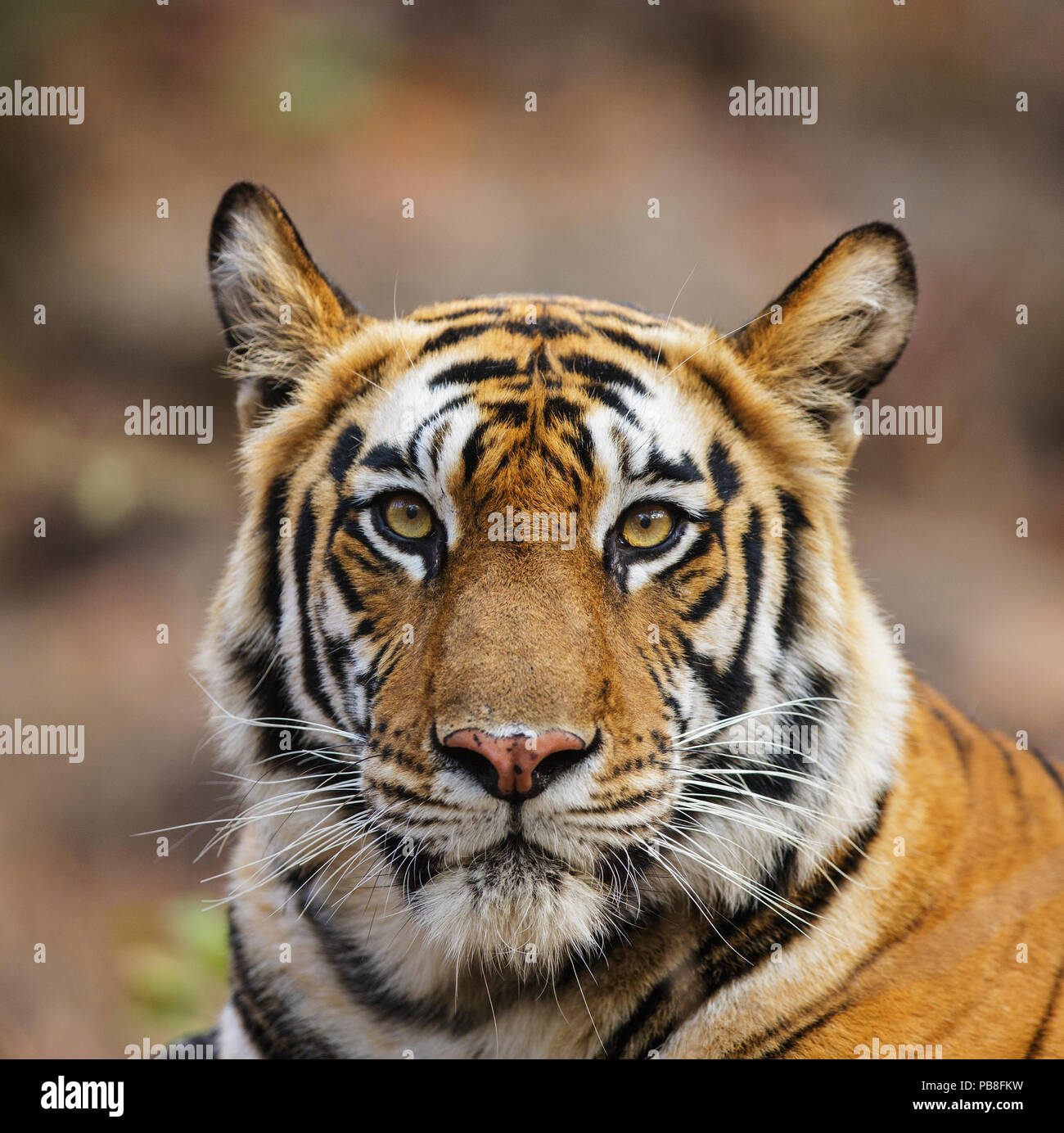 Detail Panthera Tigris Tigris Nomer 27