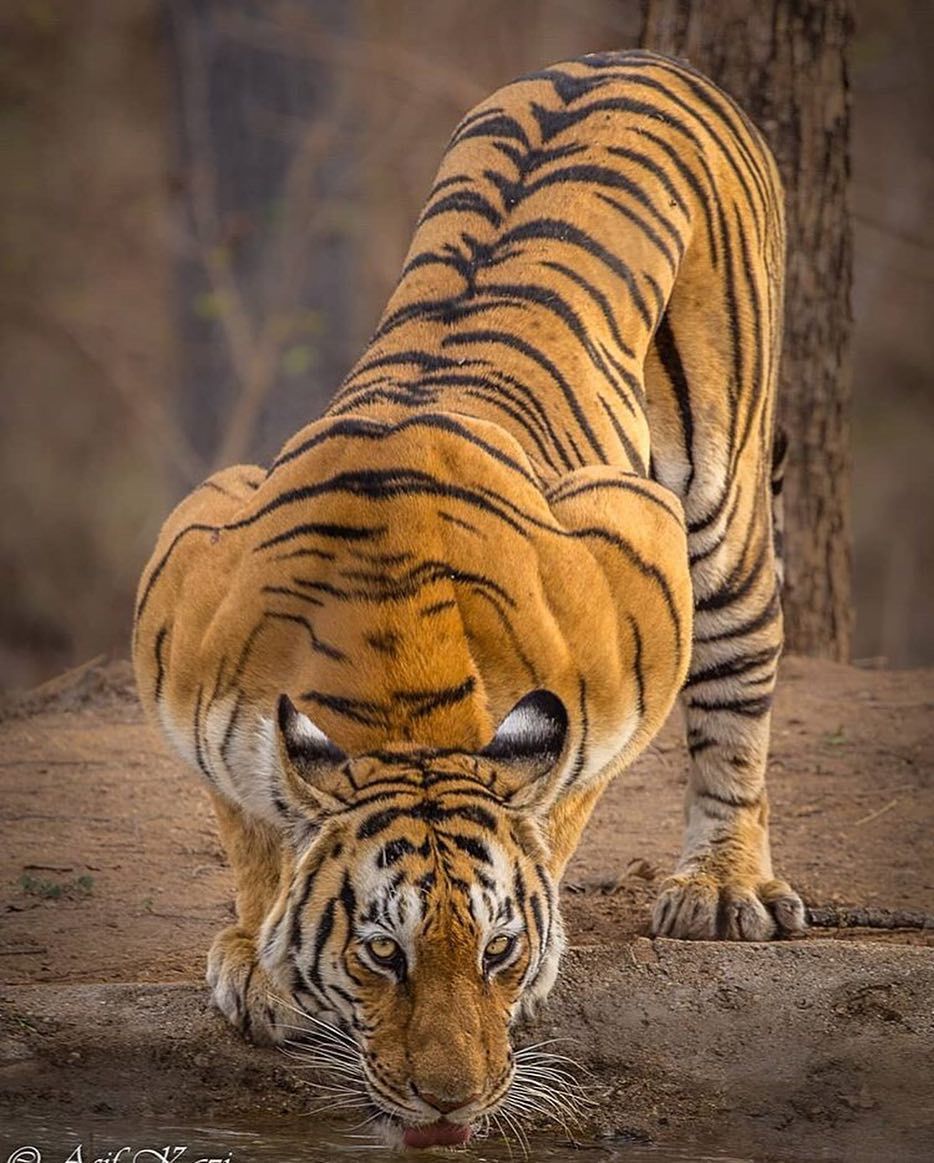 Detail Panthera Tigris Tigris Nomer 28