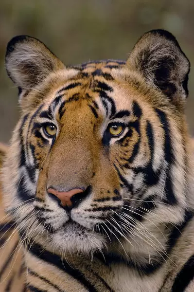 Detail Panthera Tigris Tigris Nomer 29