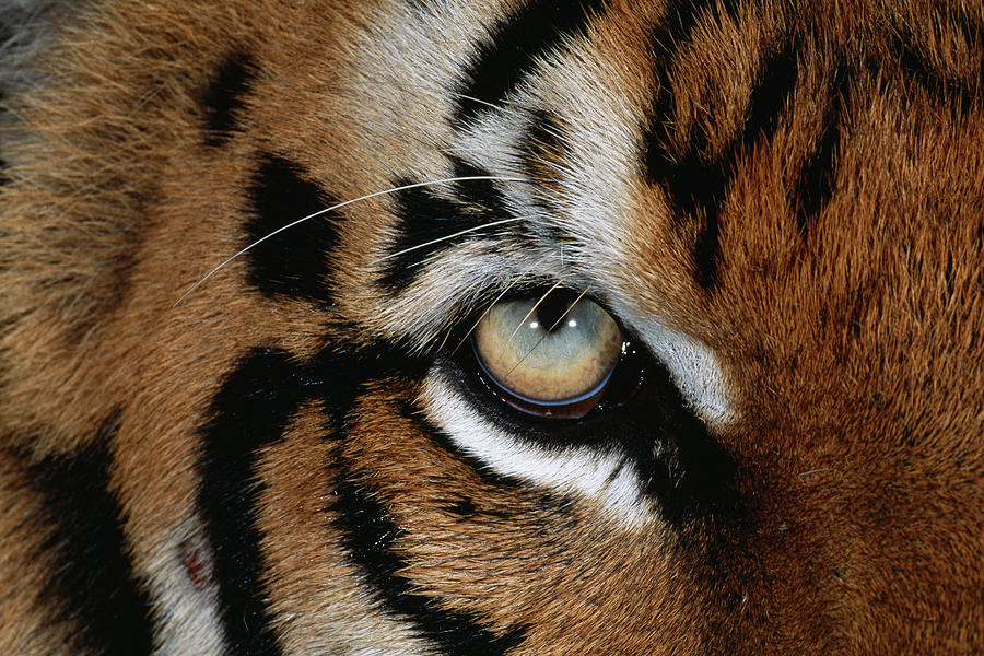 Detail Panthera Tigris Tigris Nomer 31