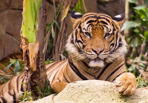 Detail Panthera Tigris Tigris Nomer 33