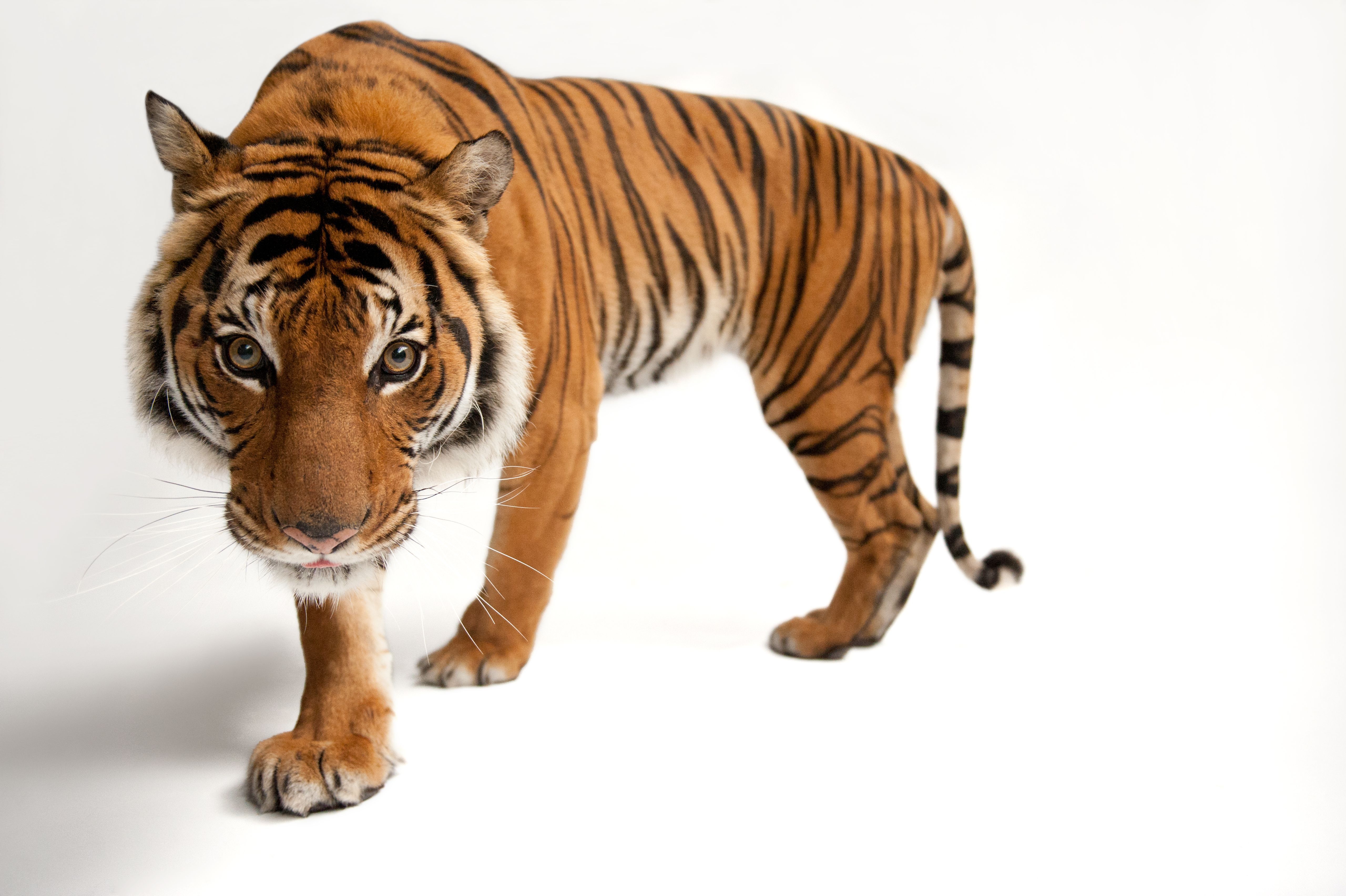 Detail Panthera Tigris Tigris Nomer 34