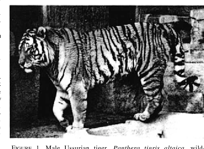 Detail Panthera Tigris Tigris Nomer 36