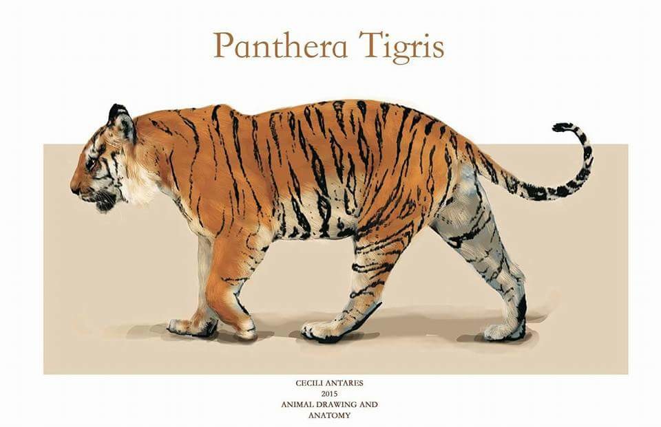 Detail Panthera Tigris Tigris Nomer 37