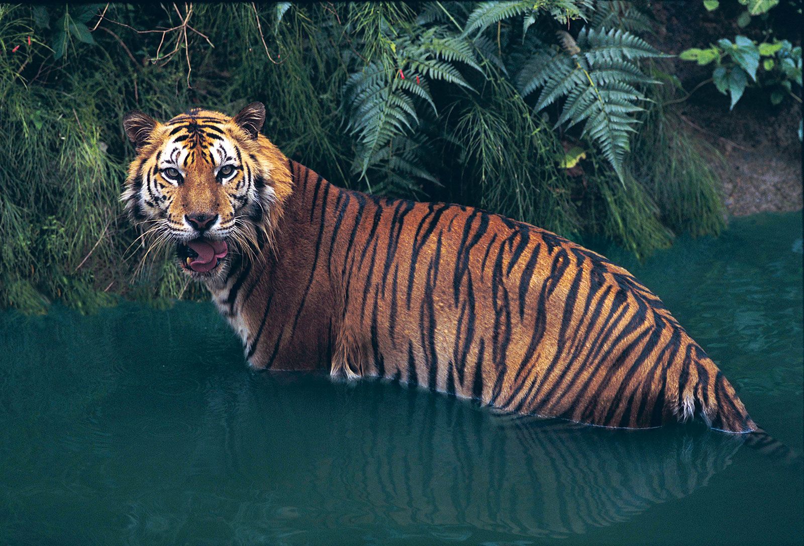 Detail Panthera Tigris Tigris Nomer 39