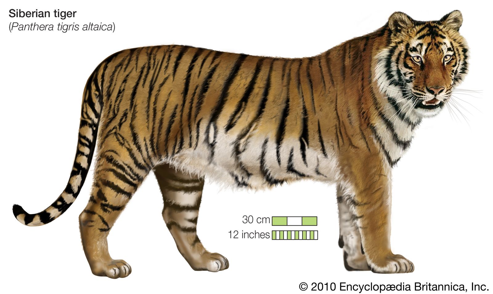 Detail Panthera Tigris Tigris Nomer 41