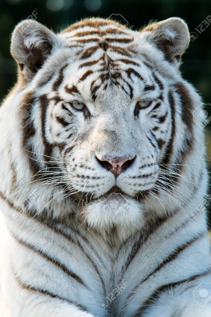 Detail Panthera Tigris Tigris Nomer 42