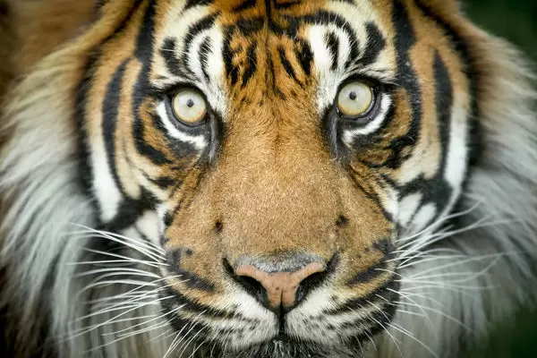 Detail Panthera Tigris Tigris Nomer 43