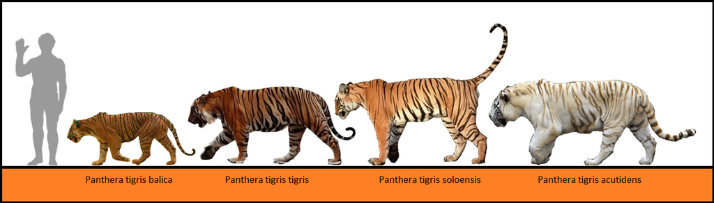 Detail Panthera Tigris Tigris Nomer 44